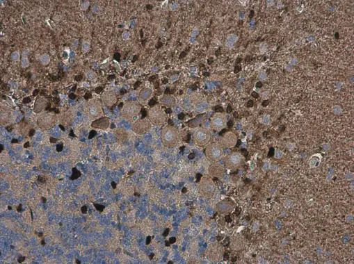 QKI antibody [GT2612] detects QKI protein at cytoplasm and nucleus in rat brain by immunohistochemical analysis. Sample: Paraffin-embedded rat brain. QKI antibody [GT2612] (GTX633921) diluted at 1:200.  Antigen Retrieval: Citrate buffer,pH 6.0,15 min