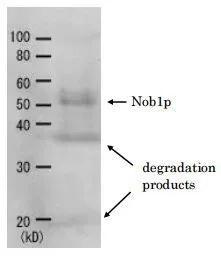 Detection of Nob1p (51.7kD) in the crude extract of S. cerevisiae by Western blotting using this antibody