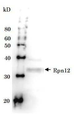 Detection of Rpn12 (32kD) in the crude extract of S. cerevisiae by Western blotting using this antibody.