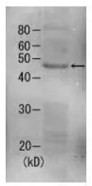 Detection of Rpn7 (49kDa) in the crude extract of S. cerevisiae by Western blotting using this antibody.