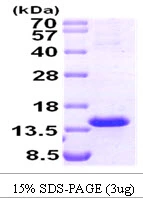 3?g Human TCL1A protein (GTX67964-pro) by SDS-PAGE under reducing condition and visualized by coomassie blue stain.