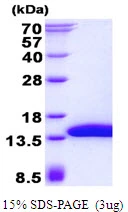 3?g Human SH3BGRL3 protein (GTX68778-pro) by SDS-PAGE under reducing condition and visualized by coomassie blue stain.