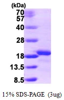 3?g Human AIF1L protein (GTX68780-pro) by SDS-PAGE under reducing condition and visualized by coomassie blue stain.