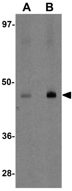 WB analysis of rat lung tissue lysate using GTX85146 MFSD2B antibody. Working concentration : (A) 1 and (B) 2 ug/ml