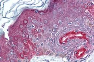 Western blot of human FAM3C in human brain lysate (0.5 ug/ml) 1) absence,2) presence of immunizing peptide,3) mouse brain lysate (0.5 ug/ml),and 4) in rat brain lysate (0.5 ug/ml) using antibody GTX85766