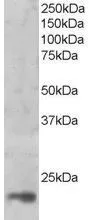 WB analysis of HeLa nuclear lysate using GTX89780 MAGOH antibody,C-term. Dilution : 1ug/ml Loading : 35ug protein in RIPA buffer