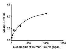 Human alpha Taxilin protein, His tag. GTX00218-pro