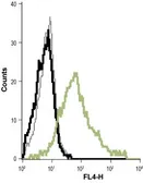 Anti-KCNN4 antibody [6C1] used in Flow cytometry (FACS). GTX00627