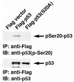 Anti-p53 (phospho Ser20) antibody [17B6] used in Western Blot (WB). GTX00681