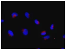 Anti-Rag C antibody used in Immunocytochemistry/ Immunofluorescence (ICC/IF). GTX00731