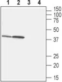 Anti-GPR43 antibody used in Western Blot (WB). GTX00816
