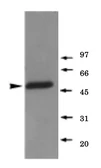 Anti-gamma Tubulin antibody used in Western Blot (WB). GTX00881