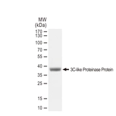 SARS-CoV-2 (COVID-19) 3CLpro (nsp5) protein, His and Avi tag. GTX01557-pro