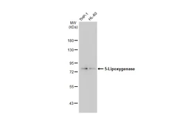 Anti-5-Lipoxygenase antibody [GT1241] used in Western Blot (WB). GTX02838