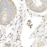 Anti-C6ORF150 antibody used in IHC (Paraffin sections) (IHC-P). GTX02874
