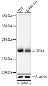 Anti-GPX4 antibody [GT1282] used in Western Blot (WB). GTX03194