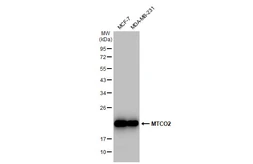 Anti-MTCO2 antibody [GT1293] used in Western Blot (WB). GTX03205