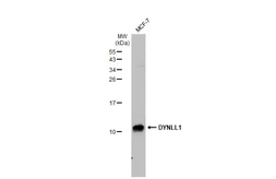 Anti-DYNLL1 antibody [GT1324] used in Western Blot (WB). GTX03236