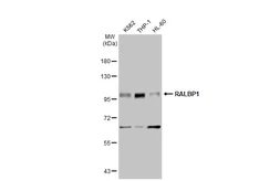 Anti-RALBP1 antibody [GT1337] used in Western Blot (WB). GTX03249