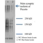 Anti-Piccolo antibody [6H9-B6] used in Western Blot (WB). GTX03361