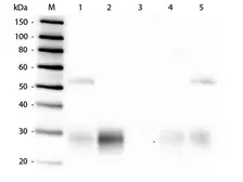 Goat Anti-Rabbit IgG F(ab')2 antibody (HRP). GTX04274-01