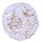 Anti-PD-L1 antibody [MSVA-711R] HistoMAX&trade; used in IHC (Paraffin sections) (IHC-P). GTX04362