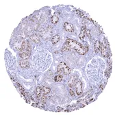 Anti-Napsin A antibody [MSVA-555R] HistoMAX&trade; used in IHC (Paraffin sections) (IHC-P). GTX04366