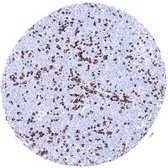 Anti-CD3 epsilon antibody [MSVA-003R] HistoMAX&trade; used in IHC (Paraffin sections) (IHC-P). GTX04389