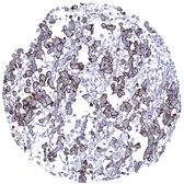 Anti-MUC1 antibody [MSVA-672R] HistoMAX&trade; used in IHC (Paraffin sections) (IHC-P). GTX04397