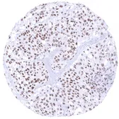 Anti-GATA3 antibody [MSVA-450M] HistoMAX&trade; used in IHC (Paraffin sections) (IHC-P). GTX04420