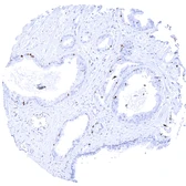 Anti-MCM3 antibody [MSVA-503M] HistoMAX&trade; used in IHC (Paraffin sections) (IHC-P). GTX04424