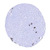 Anti-TACSTD2 antibody [MSVA-733R] HistoMAX&trade; used in IHC (Paraffin sections) (IHC-P). GTX04443