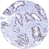 Anti-MCM7 antibody [MSVA-507R] HistoMAX&trade; used in IHC (Paraffin sections) (IHC-P). GTX04444