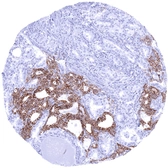 Anti-CDH16 antibody [MSVA-516R] HistoMAX&trade; used in IHC (Paraffin sections) (IHC-P). GTX04455