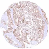 Anti-Occludin antibody [MSVA-415M] HistoMAX&trade; used in IHC (Paraffin sections) (IHC-P). GTX04461