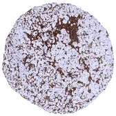 Anti-Iba1 antibody [MSVA-955M] HistoMAX&trade; used in IHC (Paraffin sections) (IHC-P). GTX04465