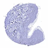 Anti-p53 antibody [MSVA-053R] HistoMAX&trade; used in IHC (Paraffin sections) (IHC-P). GTX04482