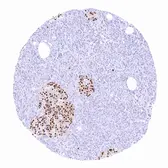 Anti-PAX6 antibody [MSVA-706M] HistoMAX&trade; used in IHC (Paraffin sections) (IHC-P). GTX04487