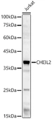 Anti-YKL-39 antibody used in Western Blot (WB). GTX04607
