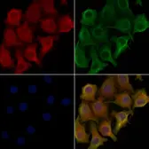 Anti-CD300LG antibody used in Immunocytochemistry/ Immunofluorescence (ICC/IF). GTX04718