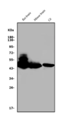 Anti-GAP43 antibody used in Western Blot (WB). GTX04779