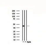 Anti-BRN3A antibody used in Western Blot (WB). GTX04795