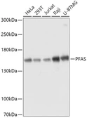 Anti-PFAS antibody used in Western Blot (WB). GTX04818
