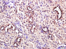 Anti-CD4 antibody used in IHC (Paraffin sections) (IHC-P). GTX04861