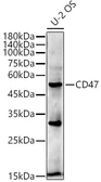 Anti-CD47 antibody [ARC0584] used in Western Blot (WB). GTX04866