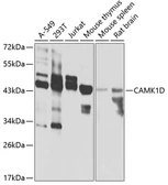Anti-CaMKI delta antibody used in Western Blot (WB). GTX04878