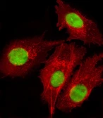 Anti-FOXD1 antibody used in Immunocytochemistry/ Immunofluorescence (ICC/IF). GTX04885