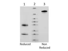 Mouse IgG protein. GTX04892-pro