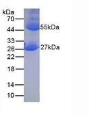 Mouse IgG protein. GTX04893-pro