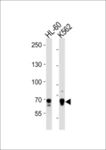 Anti-ELF4 antibody used in Western Blot (WB). GTX04902